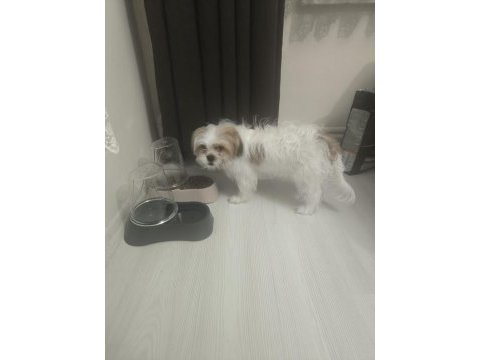 Terrier sağlıklı 4 aylık erkek köpeğimiz