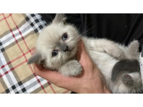 Kedimiz çok tatlı olup anne ve babası safkan ırktır