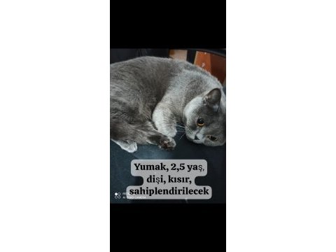 British shorthair kedimiz sevimli yumak yuva arıyor