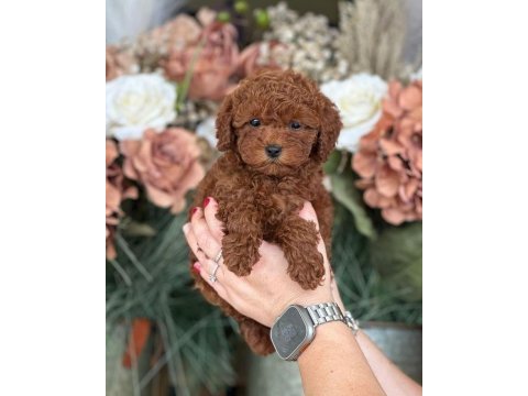 Resmi işletmeden toy poodle cinsi yavru köpekler