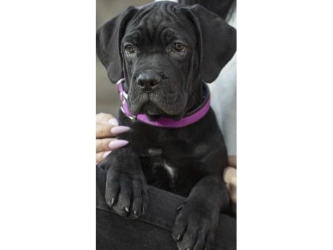 Cane corso köpeğimiz