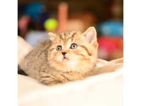 Show kalite black golden british shorthair 