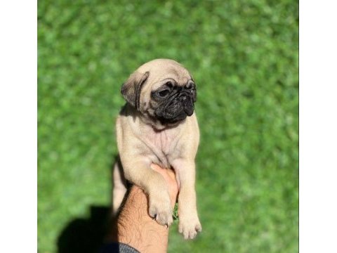 7 kardeşten son kalan dişi pug