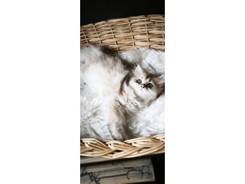 Ny25 dişi british longhair