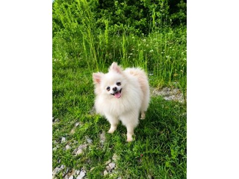 Mikro teacup pamuk prenses pomeranian boo