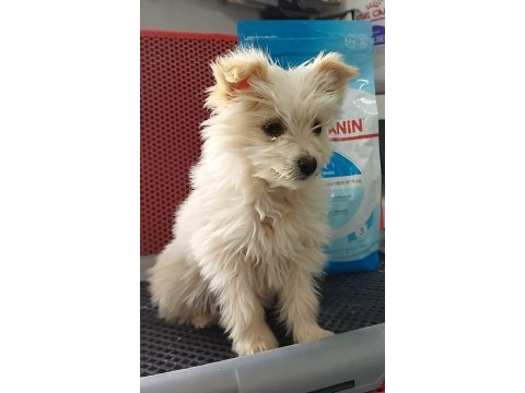 Muhteşem güzellikte white terrier yavrularımız