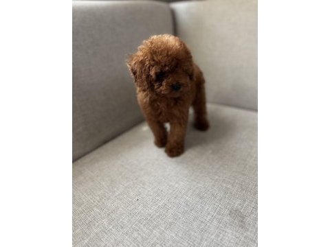 Kore kan toy poodle bebekler