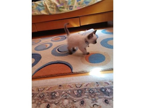 Siyam kedisi yavrusu