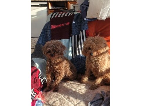 Toy poodle yavrularımız sahiplendirilecek