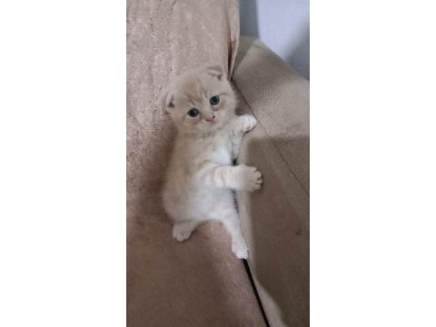 Evde doğan çok uyguna orjinal british shorthair yavrular