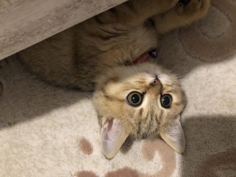 British shorthair golden 5 aylık güzel uysal oyuncu kedimiz