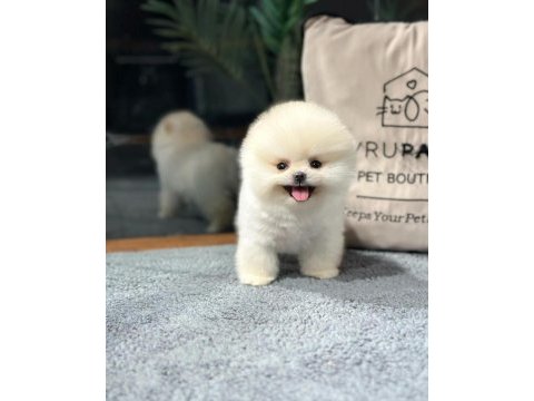 Zeki ırk pomeranian yavrular için bizlere ulaşın