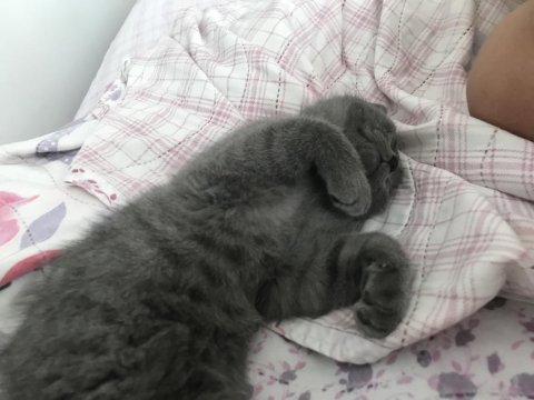 Kızımın alerjisi olduğu için british shorthair