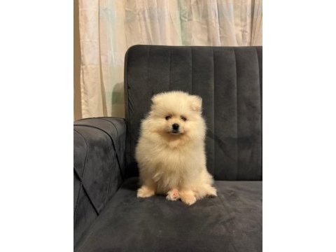 Pomeranian yavrularımız sizlerle