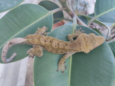 3 yaşında erkek crested gecko