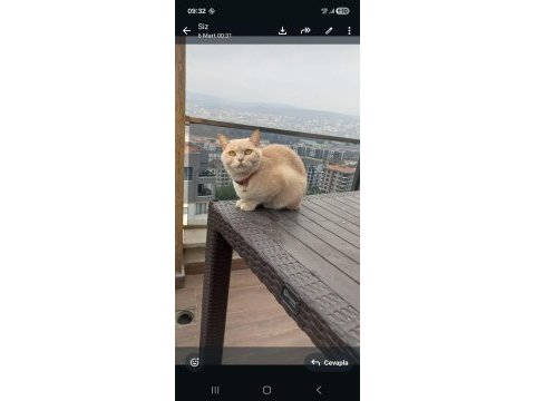 1 yaşında kedimizi sahiplendirme
