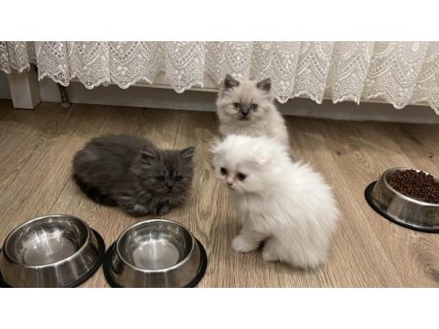 Scottish fold longhair yavru beyaz
