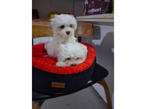 İki aylık güzel yavru köpekler