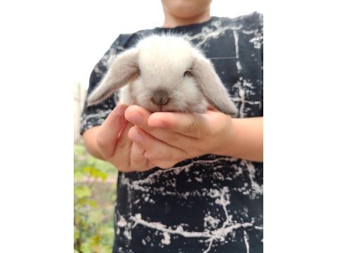Lop melezi tavşan