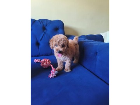 Sevimli erkek toy poodle