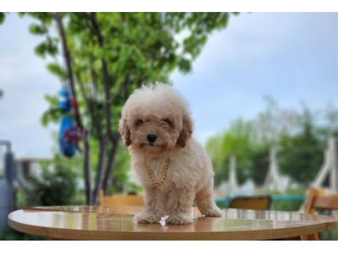 Toy poodle 