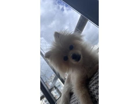 6 aylık dişi pomeranian