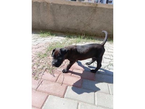 2 aylık acil cane corso