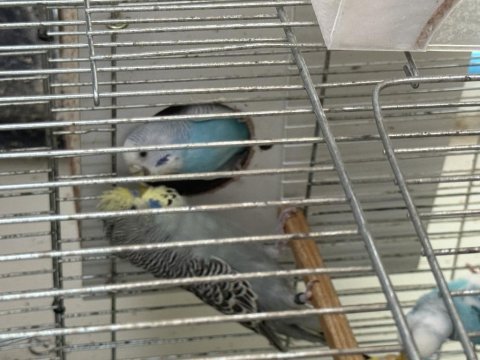Yumurtalı jumbo muhabbet kuşu takım yuvalıkla 2500