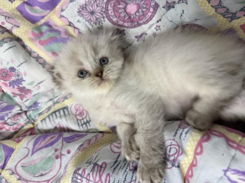 A kalite scottish fold açıklamayı okuyun