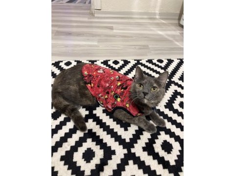 Russian blue kızımı ücretsiz sahiplendiriyorum