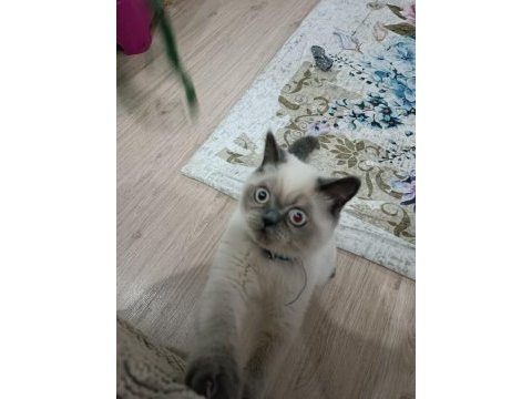 British blue poınt erkek