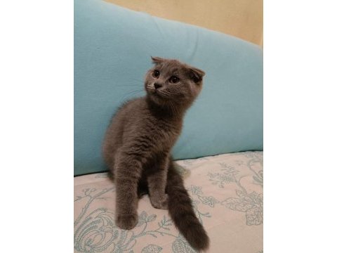 Scottish fold erkek yavrumuz oyuncu ve sağlıklı ücretli