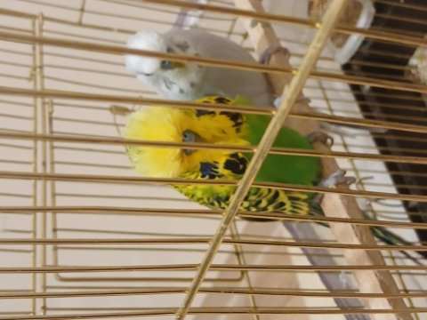 Muhabbet kuşu için ciddi alıcılar yazsın