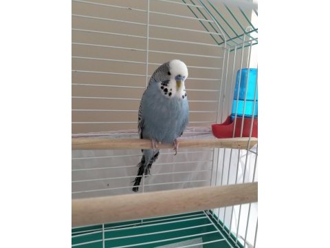 Muhabbet kuşumuzu sahiplendirme