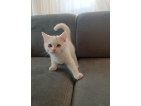 Kedilerim saf kandır bilginize