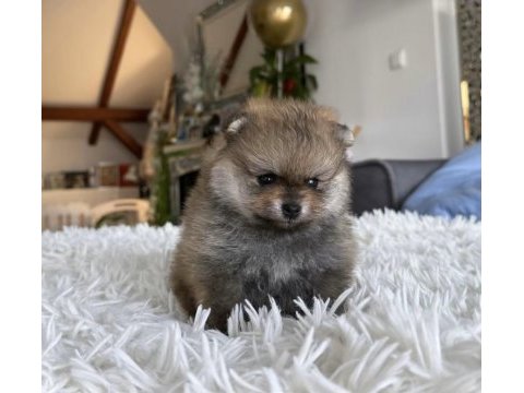 Pomeranian dişi ayı tipler