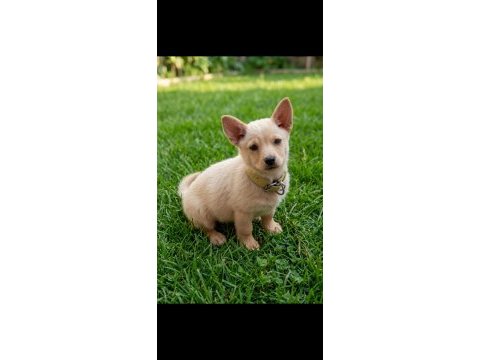 Minyatür pinscher