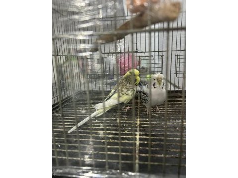 Çok güzel renkli japones ve kırık jumbo çift muhabbet kuşu