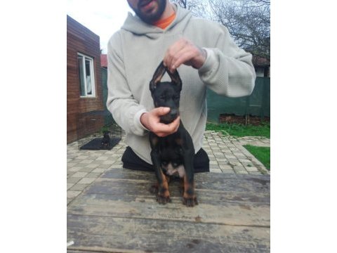 Doberman yavruları