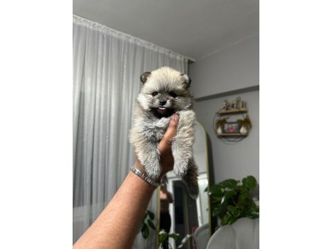 Teslime hazır pomeranian bebekler