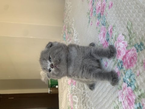 Scottish fold yavrularım yuvasını arıyor