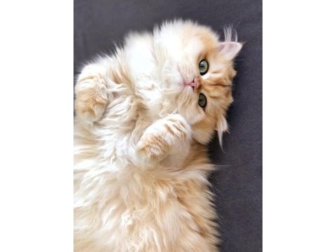 Ny12 golden full şecereli british longhair