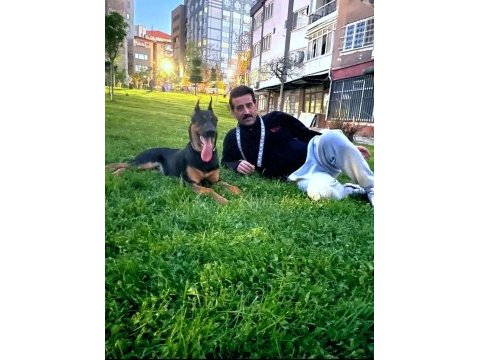 7 aylık doberman