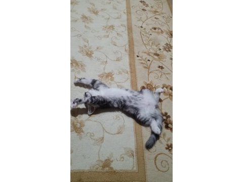 3 aylık british shorthair yavrumuza yuva arıyoruz