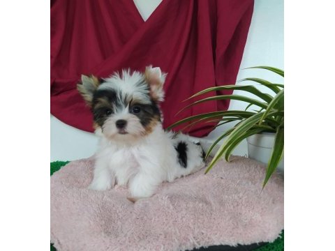 Biweryork terrier