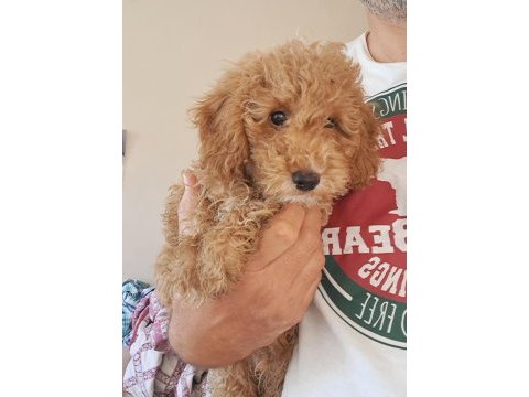 Minyatür poodle yavrular