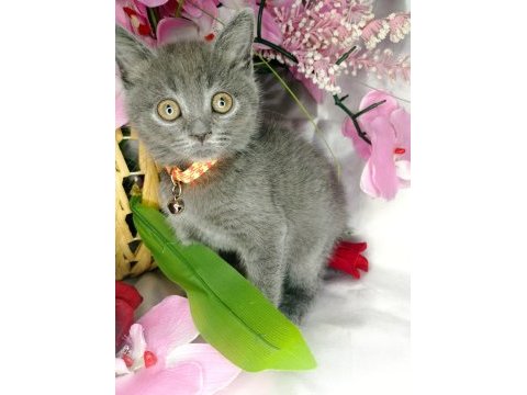Scottish fold bebeklerimiz yeni ailelerini bekliyor