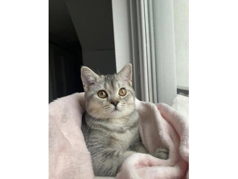 Öğrenci olduğum için kedimi sahiplendiriyorun