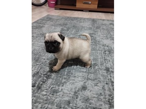 Pug mops bebekler