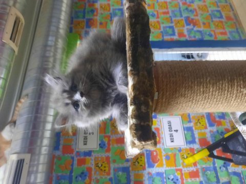 British shorthair bebekler yeni aileleri için hazırlar